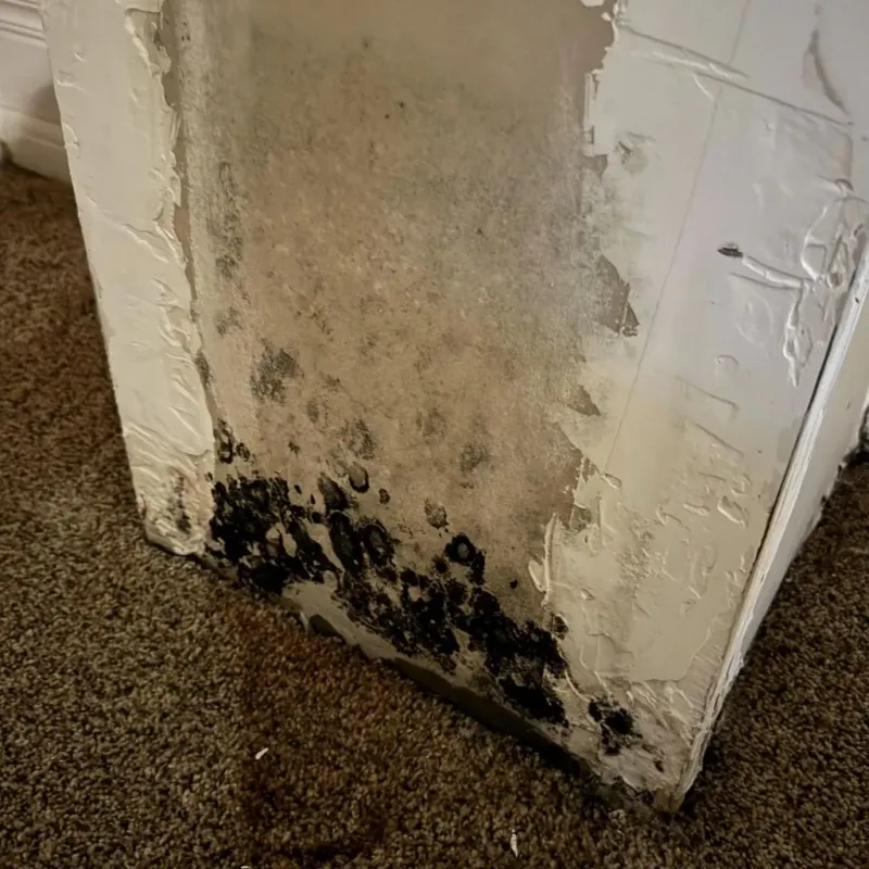 Professional Mold Removal in Suwanee, GA